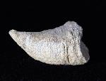 Calceola sandalina (LINNAEUS 1771) - Bild © FossNet FossilienStore